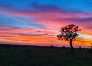 Sunrise at Satara and splendor in the Kruger National Park