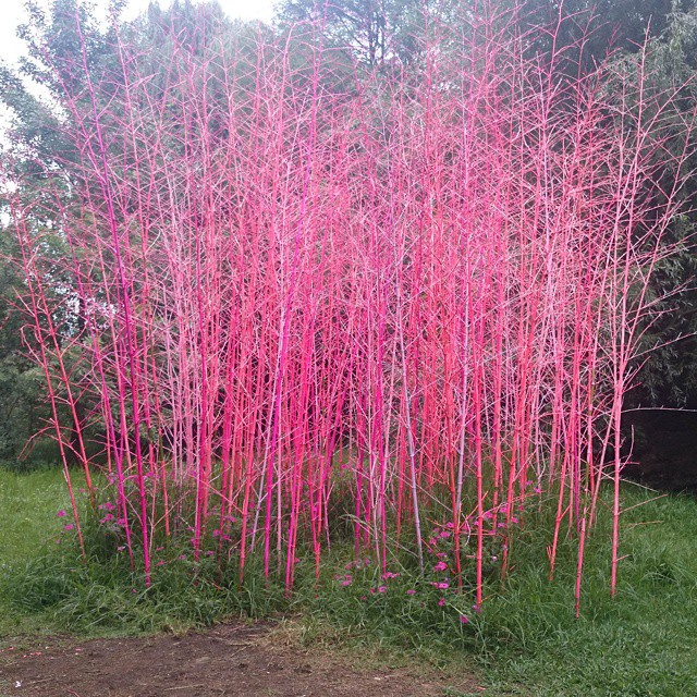 50 Shades of Pink,  PINK JOURNEY TO FIGHT Cancer, pink Branches in Botanical gardens on a MTB Trail