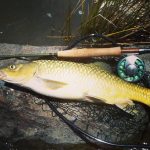 Sublime catch-yellow Caught at Raswater. Sent in.by Faizel Mohamed Karolia JHB If u Wanna send in.a catch email info@swoosh0018.com