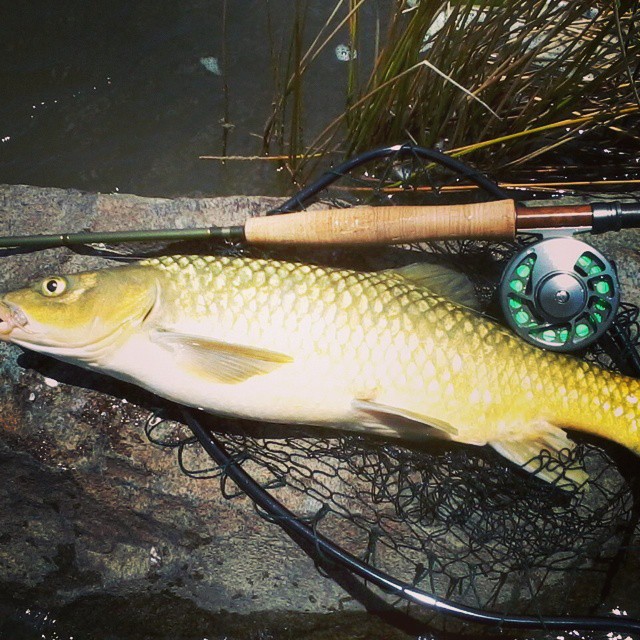 Sublime catch-yellow Caught at Raswater. Sent in.by Faizel Mohamed Karolia JHB If u Wanna send in.a catch email info@swoosh0018.com