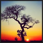 Sunset on Safari in Kruger National Park