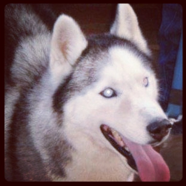 Miss my Husky. "Smokey Wolf"