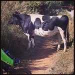 MTB Diaries. Cow that refused to move from trail #swoosh0018travel