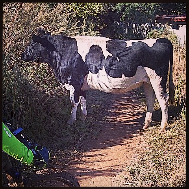 MTB Diaries. Cow that refused to move from trail #swoosh0018travel