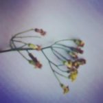 swoosh0018 charity foundation, MOMENTS THAT TOUCHED MY HEART"The smallest flower is a thought, a life answering to some feature of the Great Whole, of whom they have a persistent intuition."Honore de BalzacIn Case you wondering how this flower or picture could touch my heart. Well we were on a Swooshing for a Dream project. Went to see this kid that was diagnosed with Cancer. He had a kid sister. We arrived with the team an…d spent some time there. When we left it was really sad and emotional.Then suddenly,this 5 year old girl touched me on the back. She told me to wait at that very spot. She ran to a bush,broke this flower and came up to me and said "Thank you for doing this for my brother,Thank you for Caring and making him smile". Sometimes its these small moments that makes you realise what you do and the impact it has on people ,young and old. I was lost for words. I have the flower today, dried but still there .