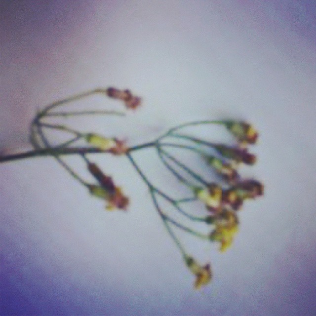 swoosh0018 charity foundation, MOMENTS THAT TOUCHED MY HEART"The smallest flower is a thought, a life answering to some feature of the Great Whole, of whom they have a persistent intuition."Honore de BalzacIn Case you wondering how this flower or picture could touch my heart. Well we were on a Swooshing for a Dream project. Went to see this kid that was diagnosed with Cancer. He had a kid sister. We arrived with the team an...d spent some time there. When we left it was really sad and emotional.Then suddenly,this 5 year old girl touched me on the back. She told me to wait at that very spot. She ran to a bush,broke this flower and came up to me and said "Thank you for doing this for my brother,Thank you for Caring and making him smile". Sometimes its these small moments that makes you realise what you do and the impact it has on people ,young and old. I was lost for words. I have the flower today, dried but still there .