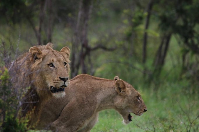Day Safari in the Kruger National Park by @i.a_photography_ . Beautiful sightings . #travel #0018Travel #krugerpark #kruger #krugernationalpark #lions #elephant #nature #bush #africa #wild