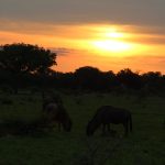 Sunset at Satara, Kruger National Park by @kruger_stories #travel #travelphotography #kruger #sunsets