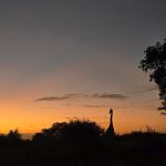 Sunset in the Kruger ️