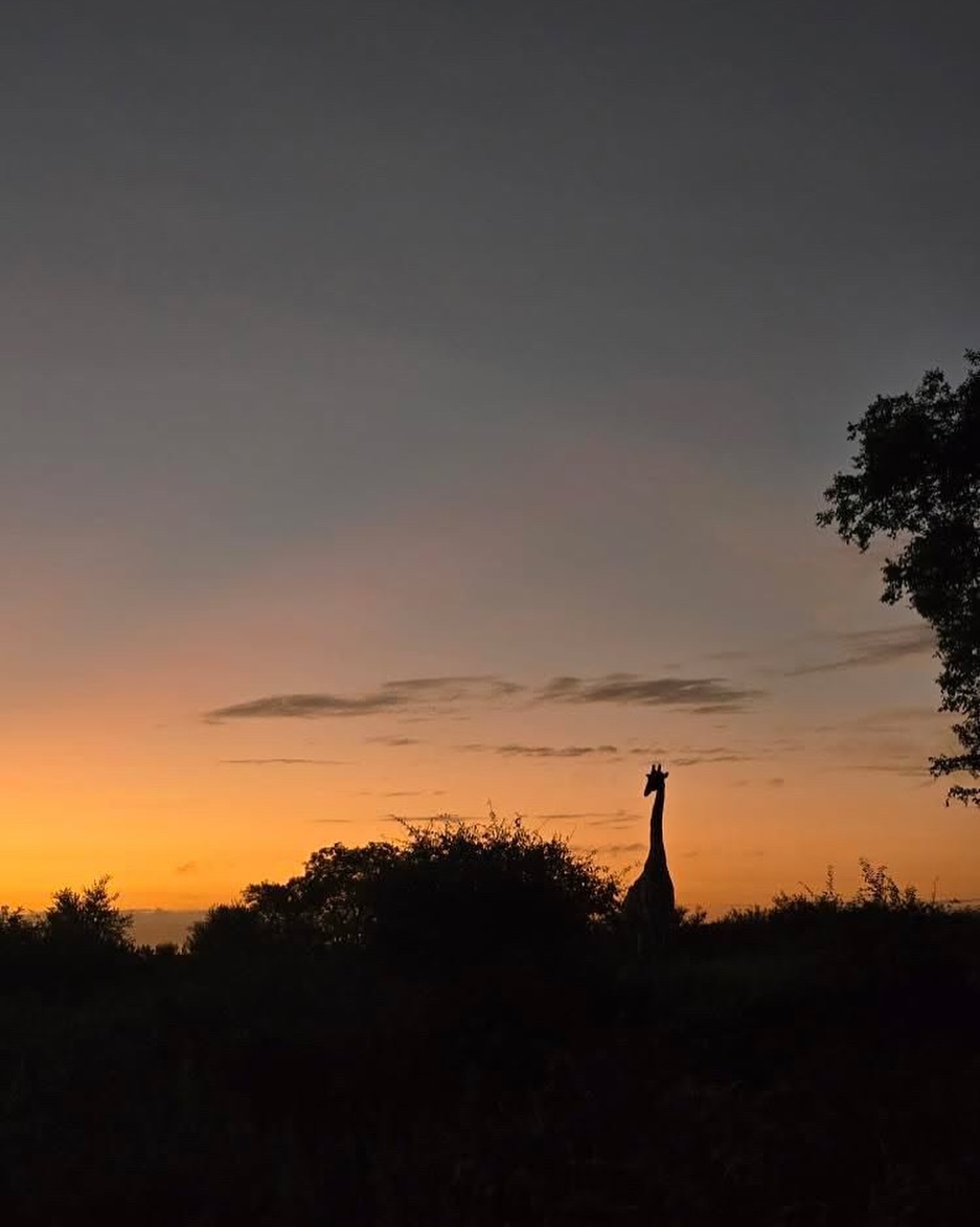 Sunset in the Kruger ️#sunsets #kruger #africansky