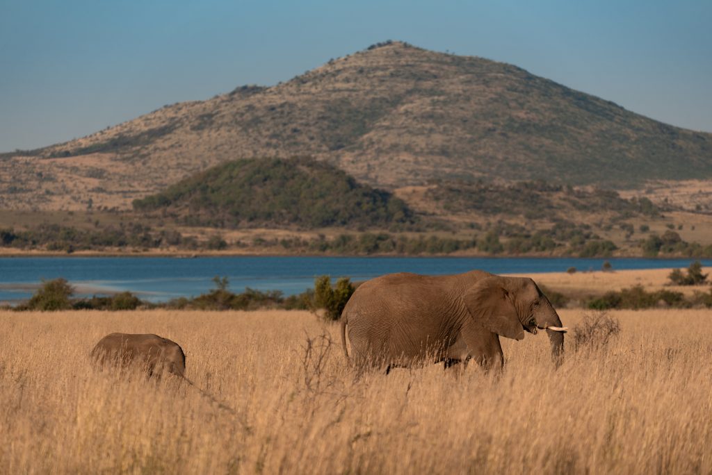 From Wildlife to Real Life: Pilanesberg Opens the Door