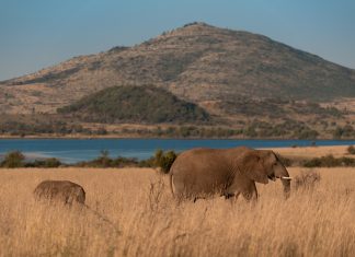 From Wildlife to Real Life: Pilanesberg Opens the Door