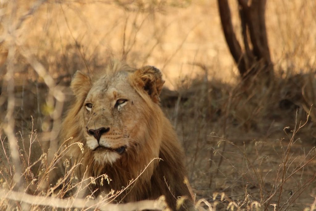 A Day in the Kruger by @i.a_photography_  Ilham Ahmed @eyahmed #travel #travelstories #kruger