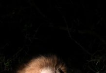 Lion Feeds at Sabie Sands by the Paired Pixel
