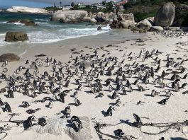 Boulders Beach in Simon’s Town, Cape Town, South Africa,