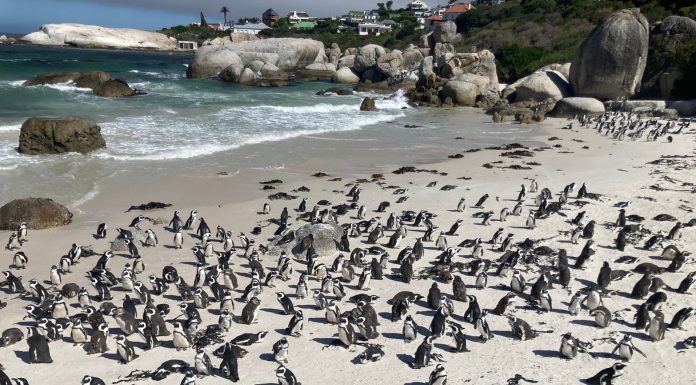 Boulders Beach in Simon’s Town, Cape Town, South Africa,