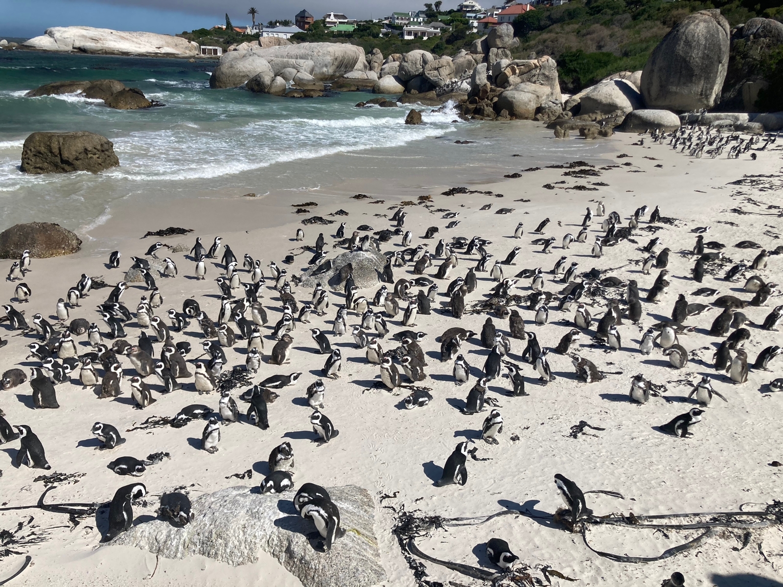 Boulders Beach in Simon’s Town, Cape Town, South Africa, It is the world-famous beach where you can see and even swim near African penguins.Boulders Beach is a unique and sheltered beach located on the Cape Peninsula, known for its colony of African penguins, one of the only mainland breeding colonies in the world The beach is surrounded by large granite boulders that provide privacy and protection from wind and waves, creating a serene environment for both visitors and penguins The penguin population at Boulders Beach started with a single pair in 1982 and now numbers between 2,000 and 3,000 birds#sublimetravel #capetown #bouldersbeach #penguins #capetownsouthafrica