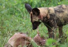 Daily Safari Pic-A Hyena Feeds in the Kruger