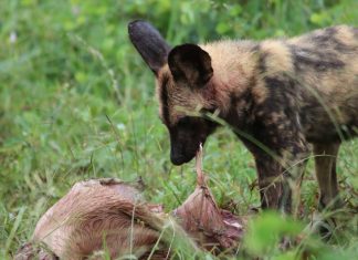 Best Halaal Places to Eat in Mpumalanga and If you heading to Kruger National Park