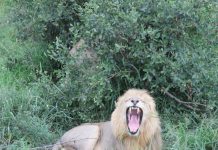 Lion roars in the early Kruger Morning Lion Roars in Kruger