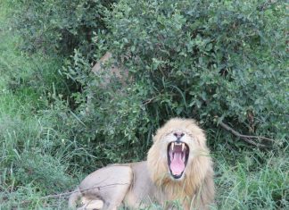 Lion roars in the early Kruger Morning Lion Roars in Kruger