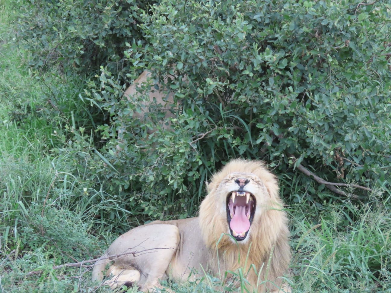 Lion Roars in Kruger
