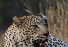 Leopard in the Grass in the Kruger