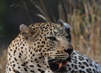 Leopard in the Grass in the Kruger
