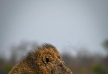Lion relaxes in the Sabi Sands