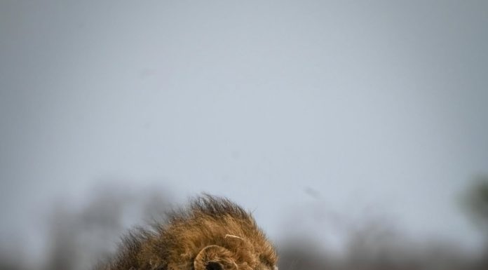 Lion relaxes in the Sabi Sands