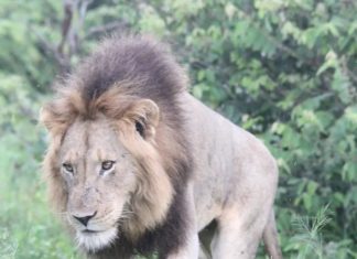 HP Lion King walks at the Hippo Pools in Kruger National Park