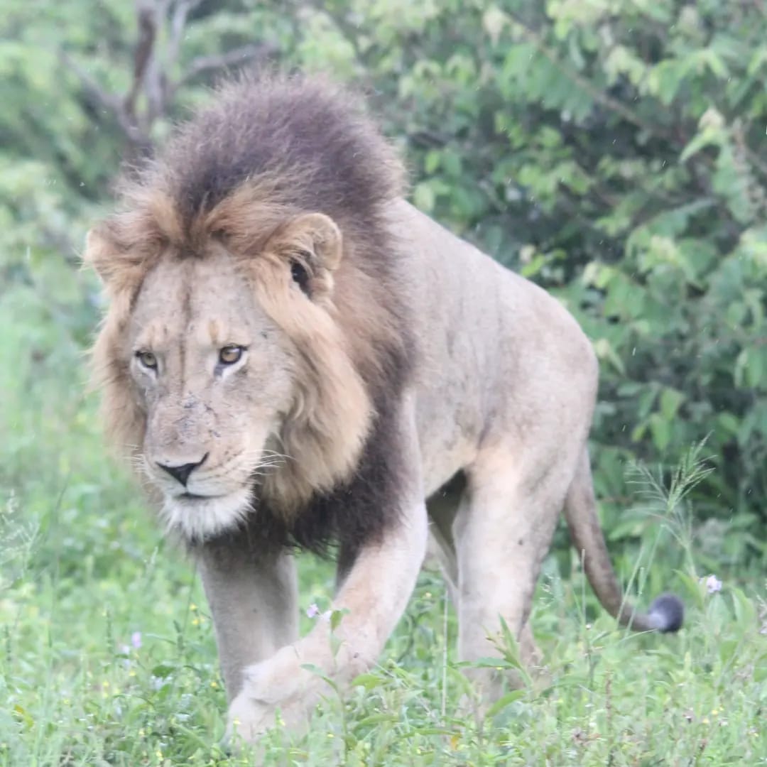 HP King walks at the Hippp Pools in Krugernational Park