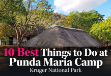 The 10 Best Things to Do at Punda Maria Camp in Kruger National Park