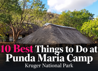 The 10 Best Things to Do at Punda Maria Camp in Kruger National Park