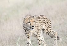 Cheetah in the Kruger Afternoon