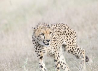 Cheetah in the Kruger Afternoon