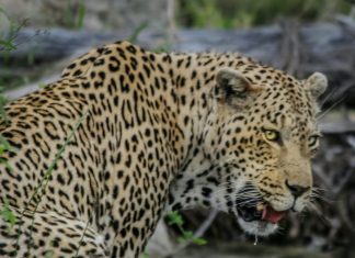 Gardenia Male Leopard in the Kruger National Park