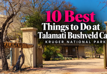 Ten Best Things to Do at Talamati Bushveld Camp in Kruger National Park