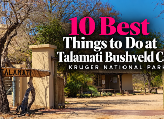 Ten Best Things to Do at Talamati Bushveld Camp in Kruger National Park